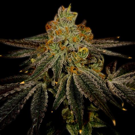 burberry gary strain|blueberry kush strain info.